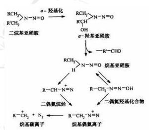 亚硝胺的生物转化反应