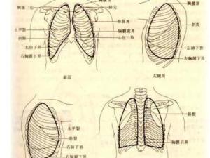 壁胸膜