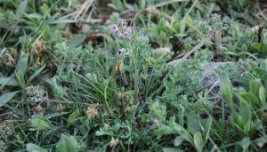 Corydalis bungeana Turcz.&nbsp