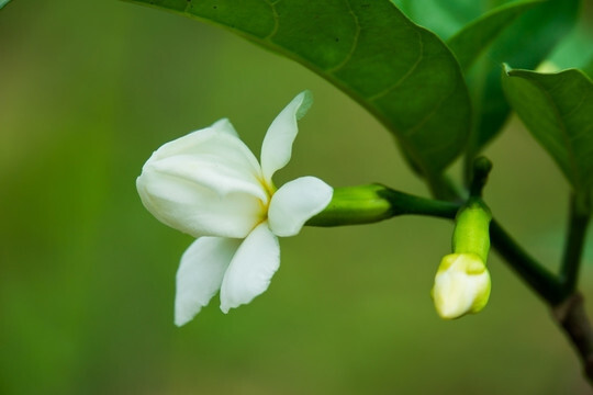 栀子花 茜草科栀子属植物 搜狗百科