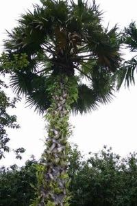 糖棕树
