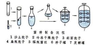 菌种制备