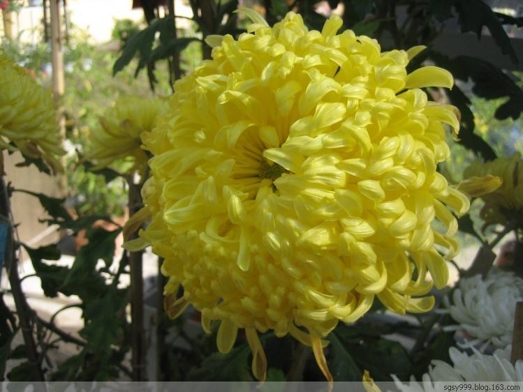 菊花 菊科菊属宿根草本植物 搜狗百科 菊花 菊科菊属宿根草本植物 搜狗百科